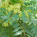 Ailanthus altissima (bożodrzew gruczołowaty)
