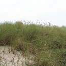 Ammophiletea - pionierskie zbiorowiska wydm nadmorskich