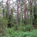 dąbrowy niżowe na glebach wilgotnych i mokrych
