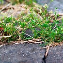 Polygono arenastri-Poetea annuae - zbiorowiska silnie wydeptywane