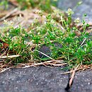 Polygono arenastri-Poetalia annuae - zb. miejsc silnie wydeptywanych