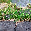 Saginion procumbentis - zb. wydeptywane podłoży szkieletowych