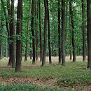 Calamagrostio arundinaceae-Quercetum petraeae - środkowoeuropejski acidofilny las dębowy