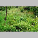 Campanulo-Vicietum tenuifoliae