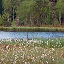 Drepanoclado fluitantis-Caricetum limosae - mszar dolinkowy z turzycą bagienną