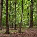 Querco-Fagetea - eutroficzne i mezotroficzne lasy liściaste