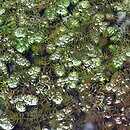 Ceratophylletum demersi - zespół rogatka sztywnego