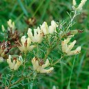 Chamaecytisus albus (szczodrzeniec zmienny)
