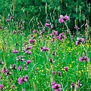 Calthion palustris - łąki kaczeńcowo-ostrożeniowe