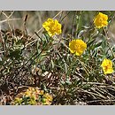 Helianthemum alpestre ssp. rupifragum (posłonek alpejski skalny)
