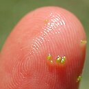 Wolffia arrhiza (wolffia bezkorzeniowa)