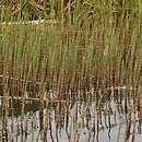 Equisetetum fluviatilis - szuwar skrzypowy