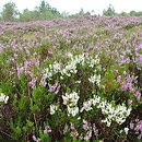 Ericetum tetralicis - mokre wrzosowiska z wrzoścem bagiennym