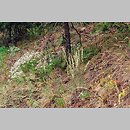 Festuco psammophilae-Koelerietum glaucae - zespół kostrzewy i strzęplicy sinej