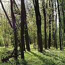 Ulmenion minoris - łęgi wiązowe