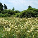 Filipendulo ulmariae-Geranietum palustris - ziołorośla wiązówkowe z bodziszkiem błotnym