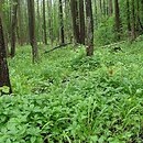 Fraxino-Alnetum - łęg jesionowo-olszowy