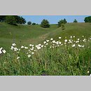 Geranio-Anemonetum sylvestris