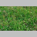 Geranio-Peucadanetum cervariae - zespół bodziszka i gorysza sinego