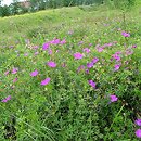 Geranio-Trifolietum alpestris - zespół bodziszka i koniczyny alpejskiej