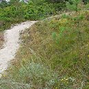 Helichryso-Jasionetum litoralis - zespół kocanki i jasieńca piaskowego