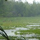 Stratiotetum aloidis - zespół osoki aloesowatej