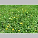 Inuletum ensifoliae - zespół omanu wąskolistnego