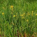 Iridetum pseudacori - szuwar kosaćcowy
