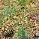 Koelerion glaucae - murawy napiaskowe
