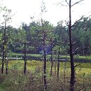 Ledo-Sphagnetum magellanici - kontynentalne tofowiska wysokie