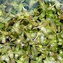 Riccio fluitantis-Lemnion trisulcae