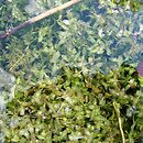 Lemnetum trisulcae - zespół rzęsy trójrowkowej