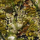 Lemno minoris-Salvinietum natantis - zespół salwinii i rzęsy drobnej