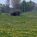 Arrhenatheretalia - zbiorowiska żyznych łąk na świeżych glebach mineralnych