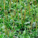 Plantaginetalia majoris - zbiorowiska muraw dywanowych