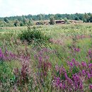 Filipendulion ulmariae - ziołorośla z wiązówką błotną