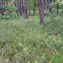 Melampyrum pratense-Hieracium - zbiorowisko pszeńca i jastrzębców
