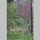 Molinio caeruleae-Pinetum - bór sosnowy wilgotny