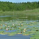 Potametalia - zbiorowiska słodkowodnych makrofitów wód ±żyznych