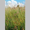 Origano-Brachypodietum pinnati - zespół lebiodki i kłosownicy pierzastej