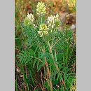Oxytropis pilosa (ostrołódka kosmata)