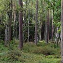 Peucedano-Pinetum - kontynentalny bór sosnowy świeży
