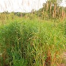 Phalaridetum arundinaceae - szuwar mozgowy
