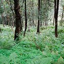 Phyllitido-Aceretum - jaworzyna z języcznikiem