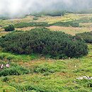 Rhododendro-Vaccinienion - grupa zarośli sosny kosówki