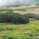 Pinetum mugo carpaticum - karpackie zarośla kosówki