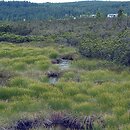 Eriophoro-Trichophoretum caespitosi - zespół wełnianki pochwowatej i wełnianeczki darniowej