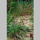 Plantago maritima (babka nadmorska)