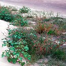 Bidenti-Polygonetum hydropiperis - zespół rdestu ostrogorzkiego
