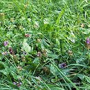 Prunello-Plantaginetum - żyzne drogi leśne